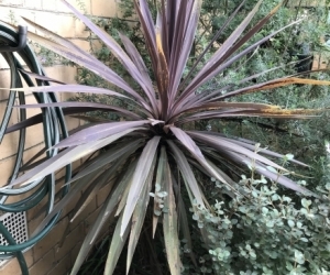 Red Cordaline