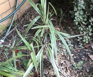 Variegated blade type plants