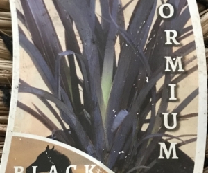 Large Phormium Black Beauty