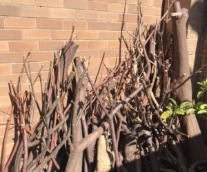 Free firewood