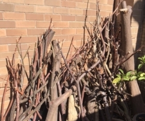 Free firewood