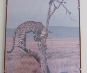 Framed wild-life photo