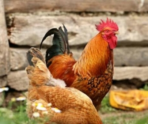 Free chickens