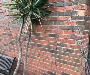 Yucca plants