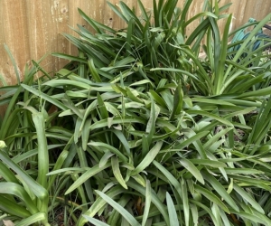 AGAPANTHUS