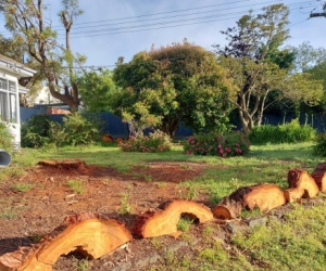 Free firewood from a recently felled gumtree