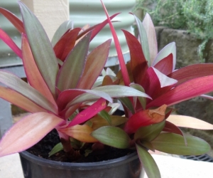 oyster plant (rhoeo)