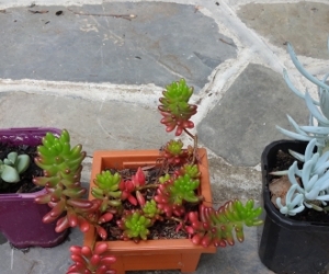 three succulents. Pickup Blackburn