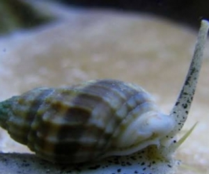 MARINE TANK SNAILS
