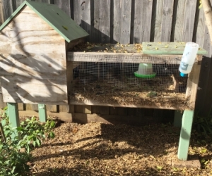 Bird cage - quail