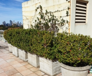 Buxus bushes