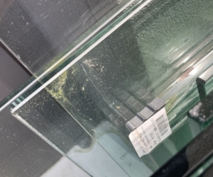 pool fence glass 12mm