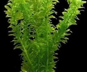 Free Marine plants for fish tank